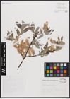 Foto von Salix cantabrica Rech. f.